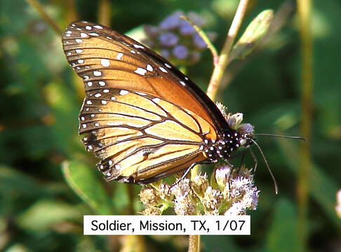 Image of Soldier