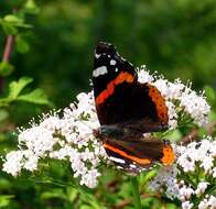 Image of Ladies and Red Admiral