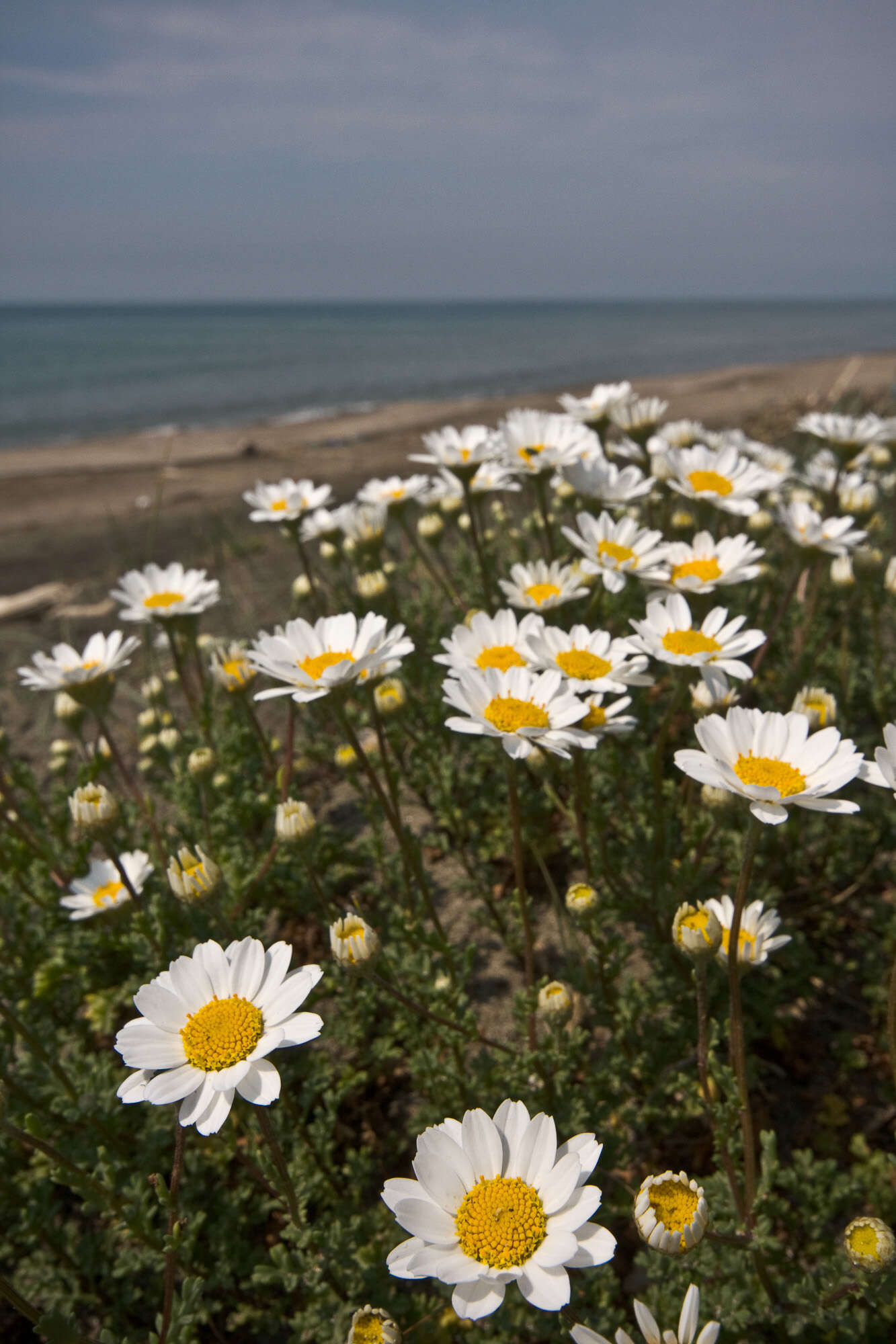 Слика од Anthemis maritima L.