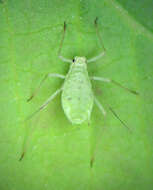 Image of Macrosiphum