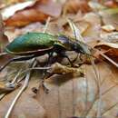 Image of Carabid beetle