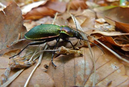 Image of true ground beetle genus