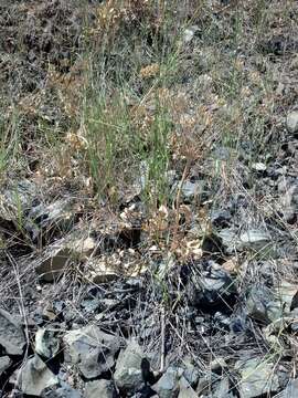 Image of barestem biscuitroot