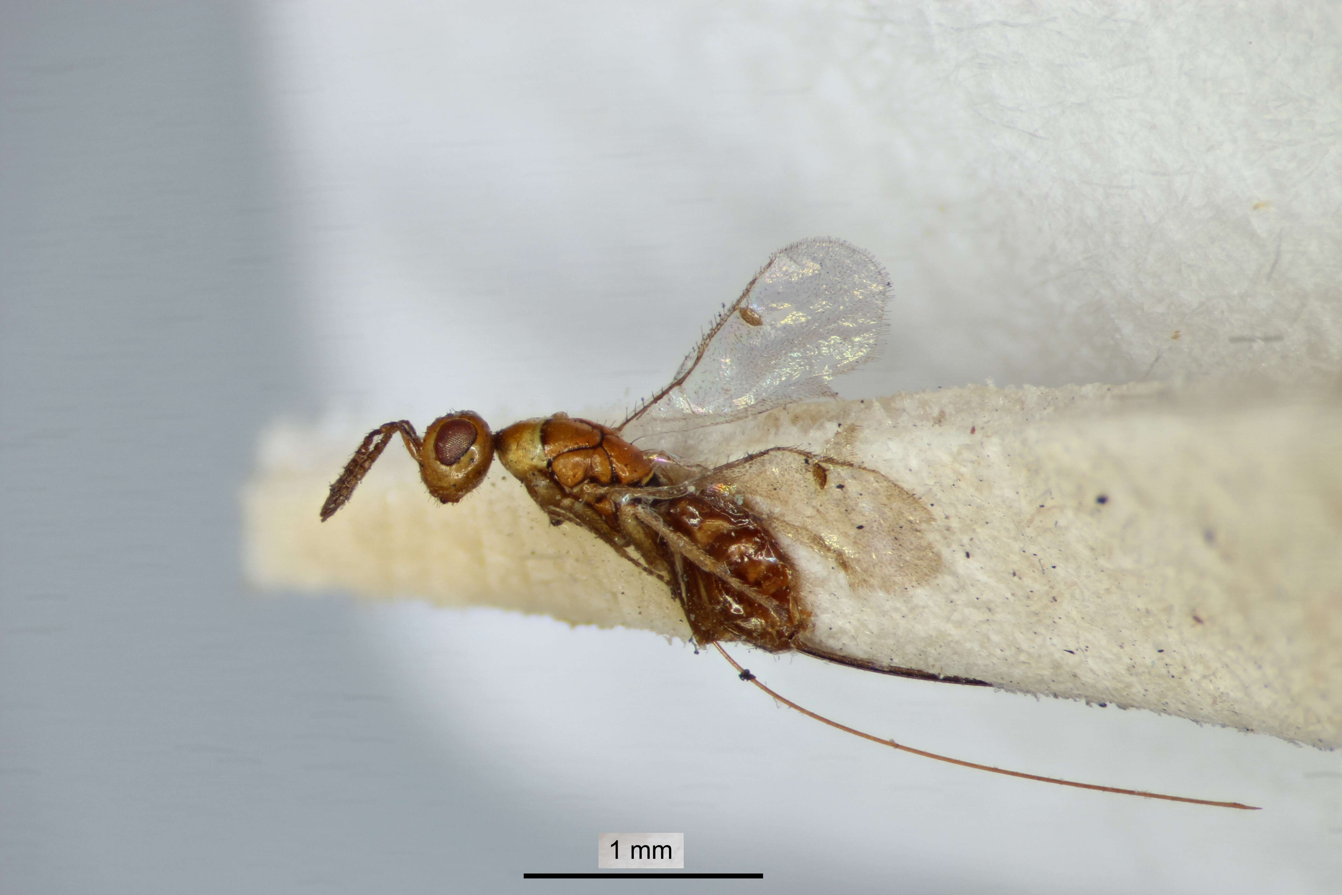 Image of torymid wasps