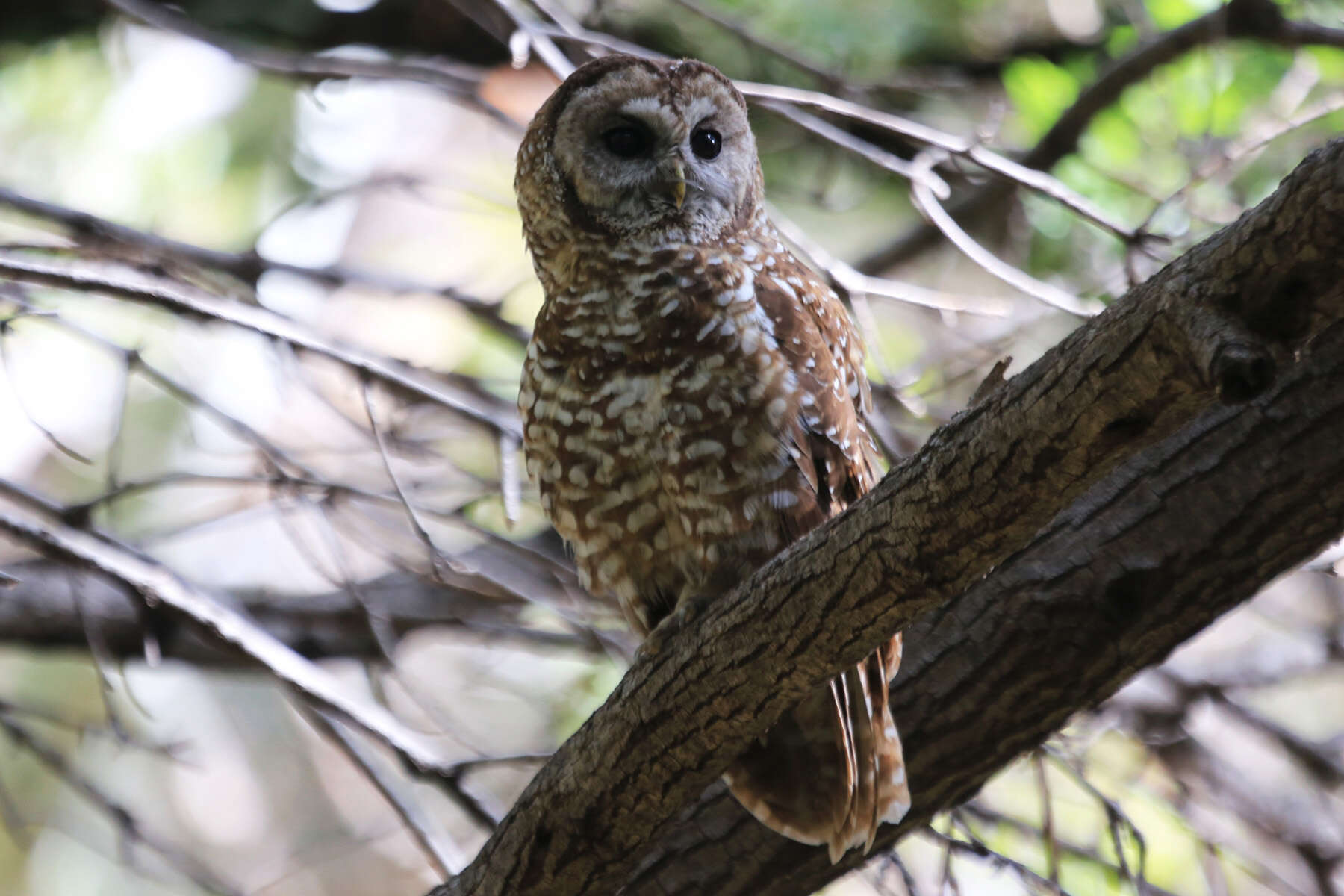 Image of Spotted Owl