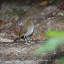 Image of Russet Nightingale-Thrush