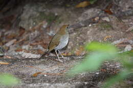 Image of Russet Nightingale-Thrush