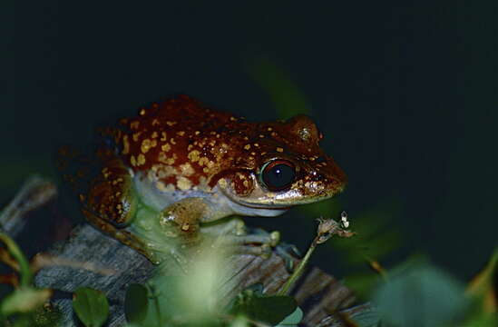 Image of Goudot's Bright-eyed Frog