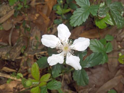 Image of sand blackberry