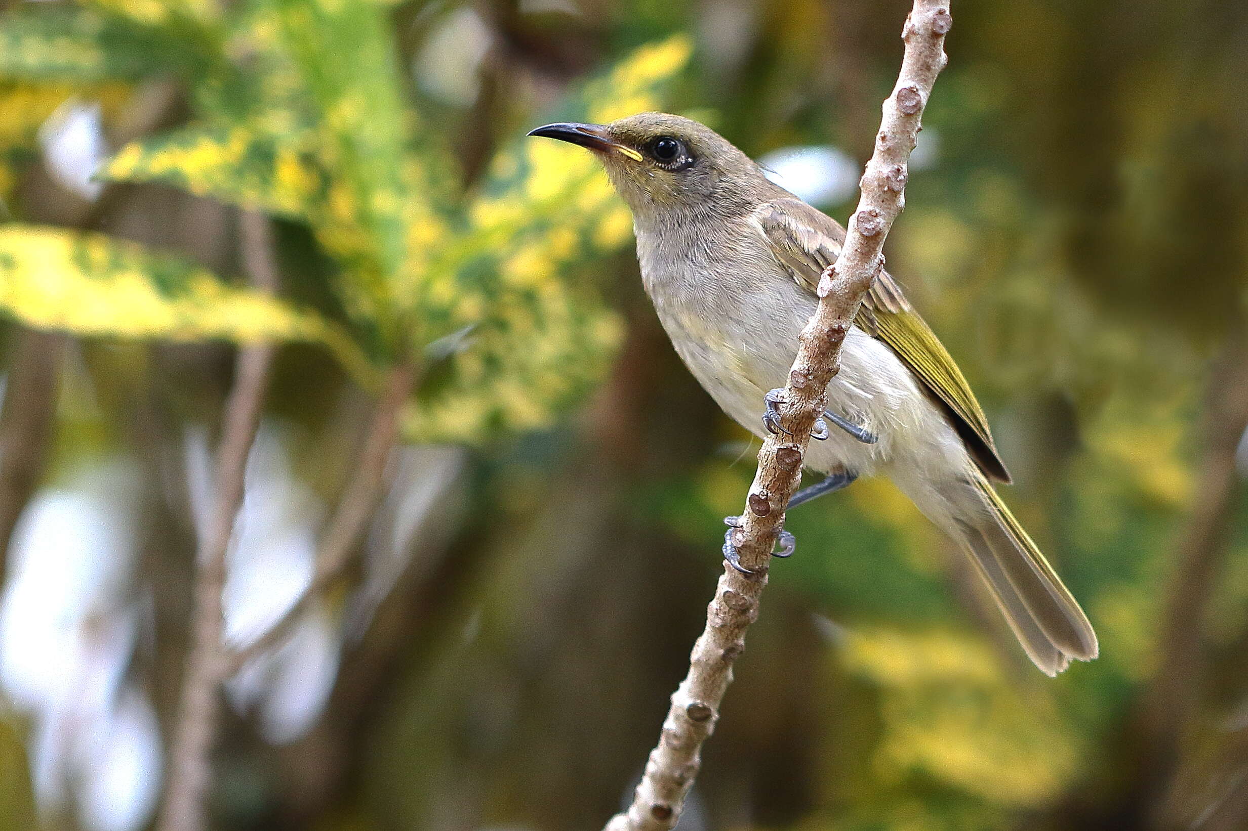 Image of Brown Honeyeater