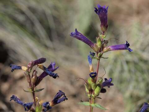 Image of low beardtongue