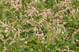 Image of Pinkweeds