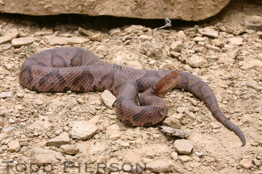 Image of Copperhead