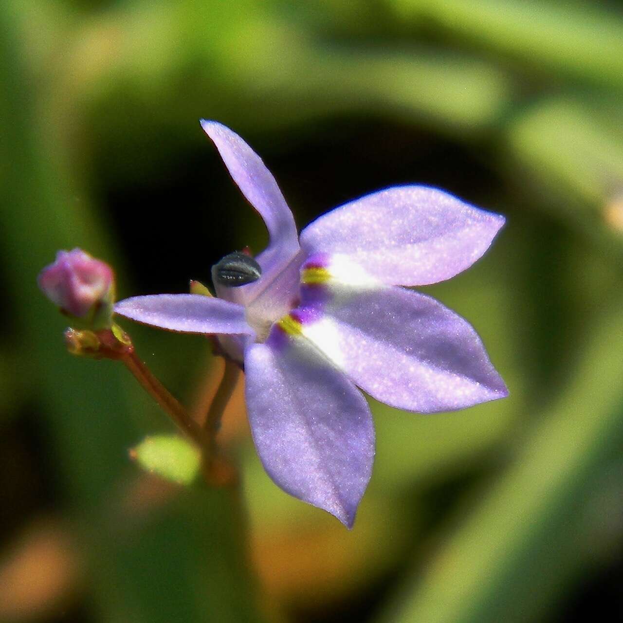 Image of Bay Lobelia