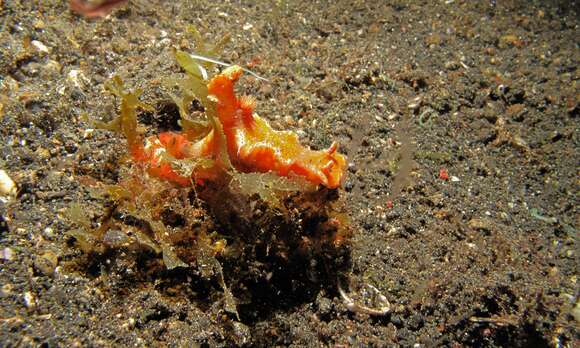 Image of Purple edged yellow spot slug