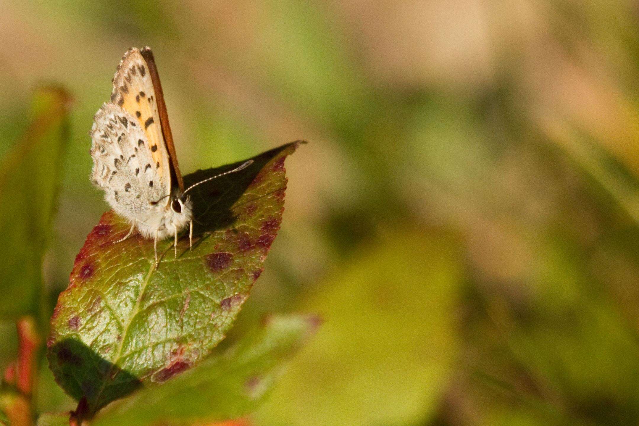 Image of Mariposa Copper