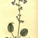 Image of Salvia forskaehlei L.