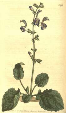 Image of Salvia forskaehlei L.