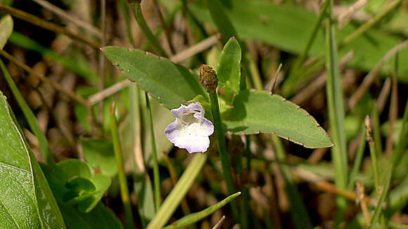 Image de Torenia thouarsii (Cham. & Schltdl.) Kuntze