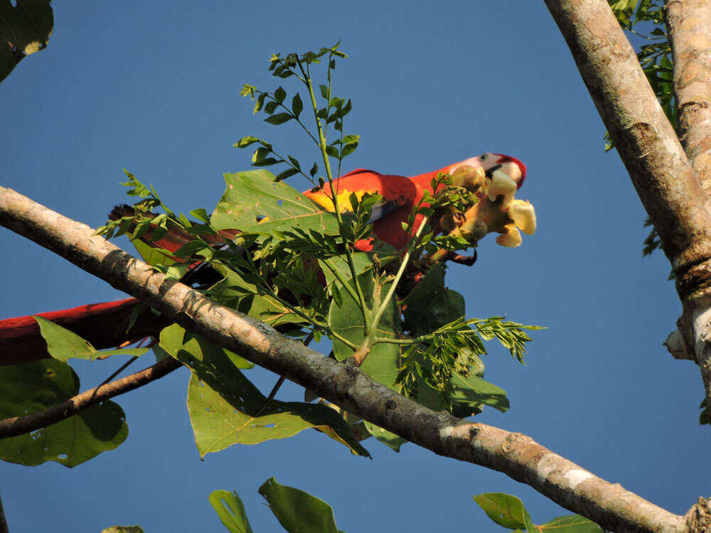 Image of balsa tree