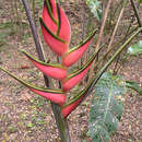 Image of Heliconia orthotricha L. Andersson