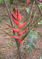 Heliconia orthotricha L. Andersson的圖片