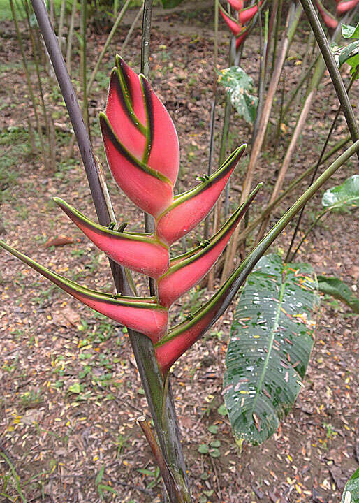 Image of Heliconia orthotricha L. Andersson