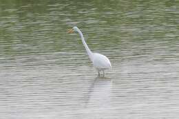 Image de <i>Ardea modesta</i>