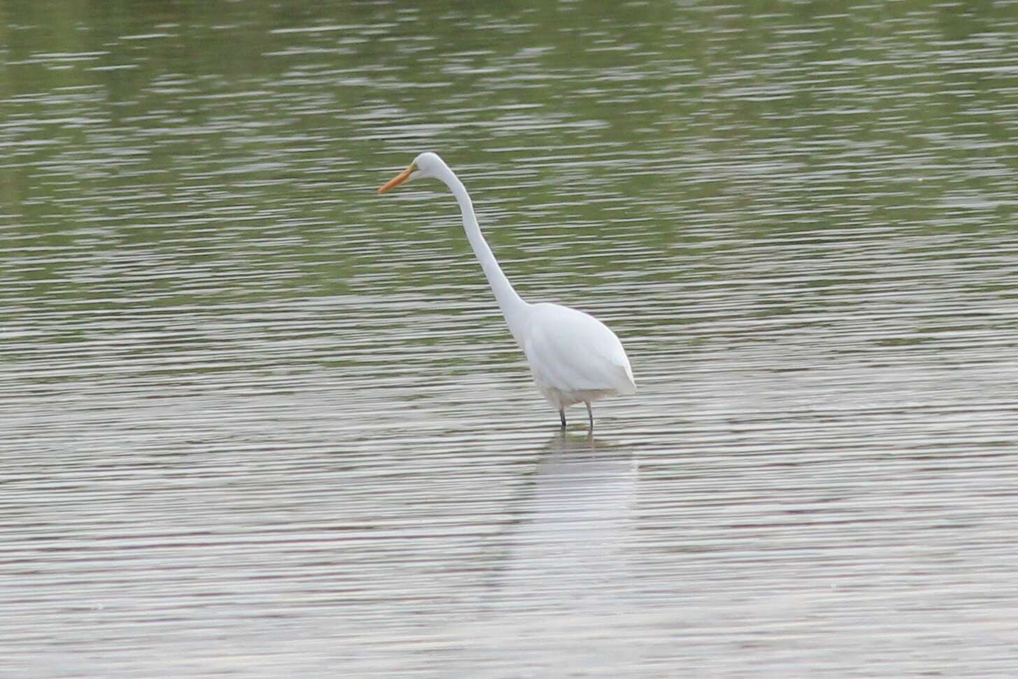 صورة <i>Ardea modesta</i>