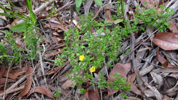 Image of Hibbertia aspera DC.