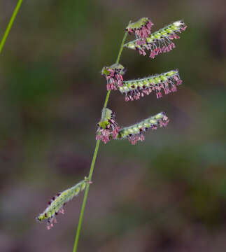 Plancia ëd Brachiaria serrata (Thunb.) Stapf