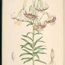 Image of Lilium polyphyllum D. Don