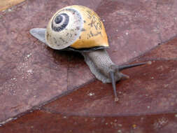 Image of Papua New Guinea Land Snails