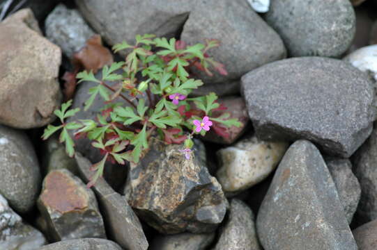 Image of Geranium purpureum Vill.