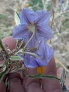 Image de Solanum elaeagnifolium Cav.