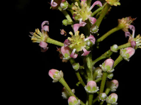 Image of Lophanthera hammelii W. R. Anderson