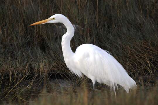 Image of Ardea Linnaeus 1758