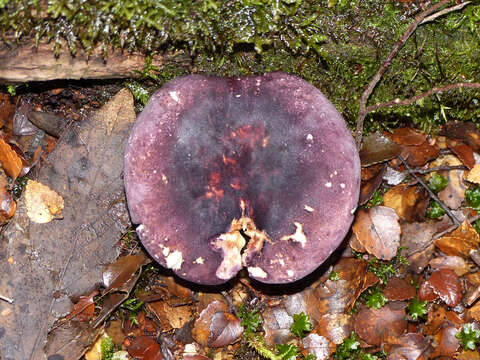 Image of Russula lenkunya Grgur. 1997