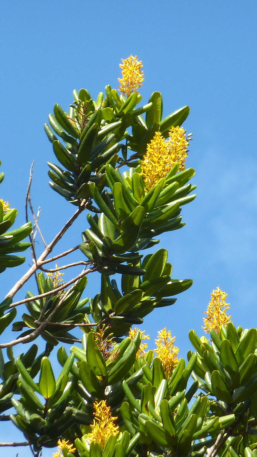 Image of Vochysia lucida C. Presl