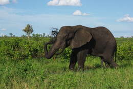 Image of African elephant