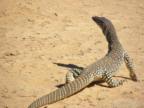 Image of Lace Monitor