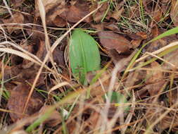 Himantoglossum adriaticum H. Baumann resmi