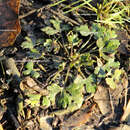 Sivun Ranunculus sceleratus var. multifidus Nutt. ex Torr. & A. Gray kuva