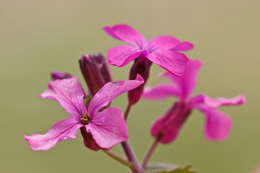 Image of lunaria