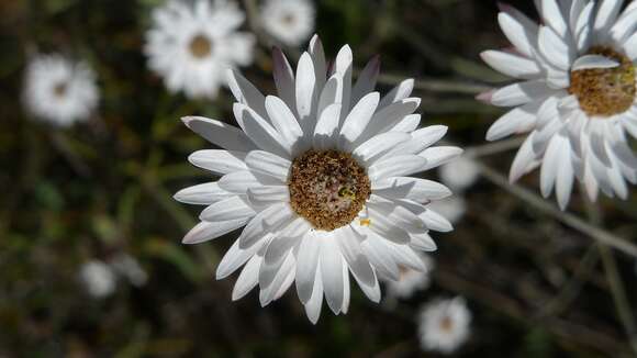 Image of Pithocarpa pulchella Lindl.