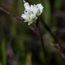 Image of Riencourtia oblongifolia Gardn.