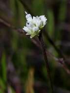 صورة Riencourtia oblongifolia Gardn.