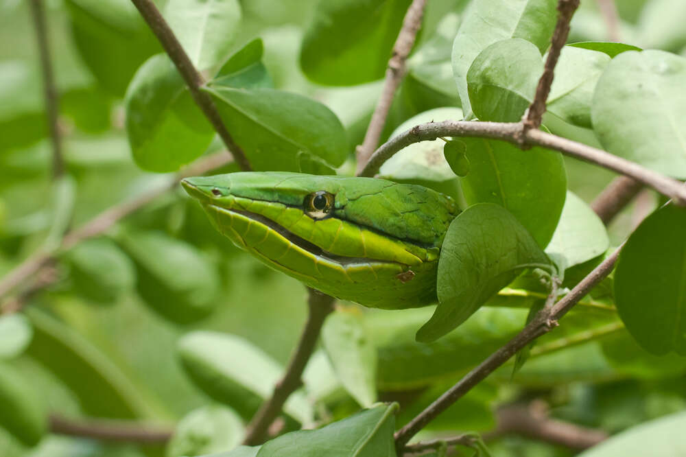 Image of New World vine snakes