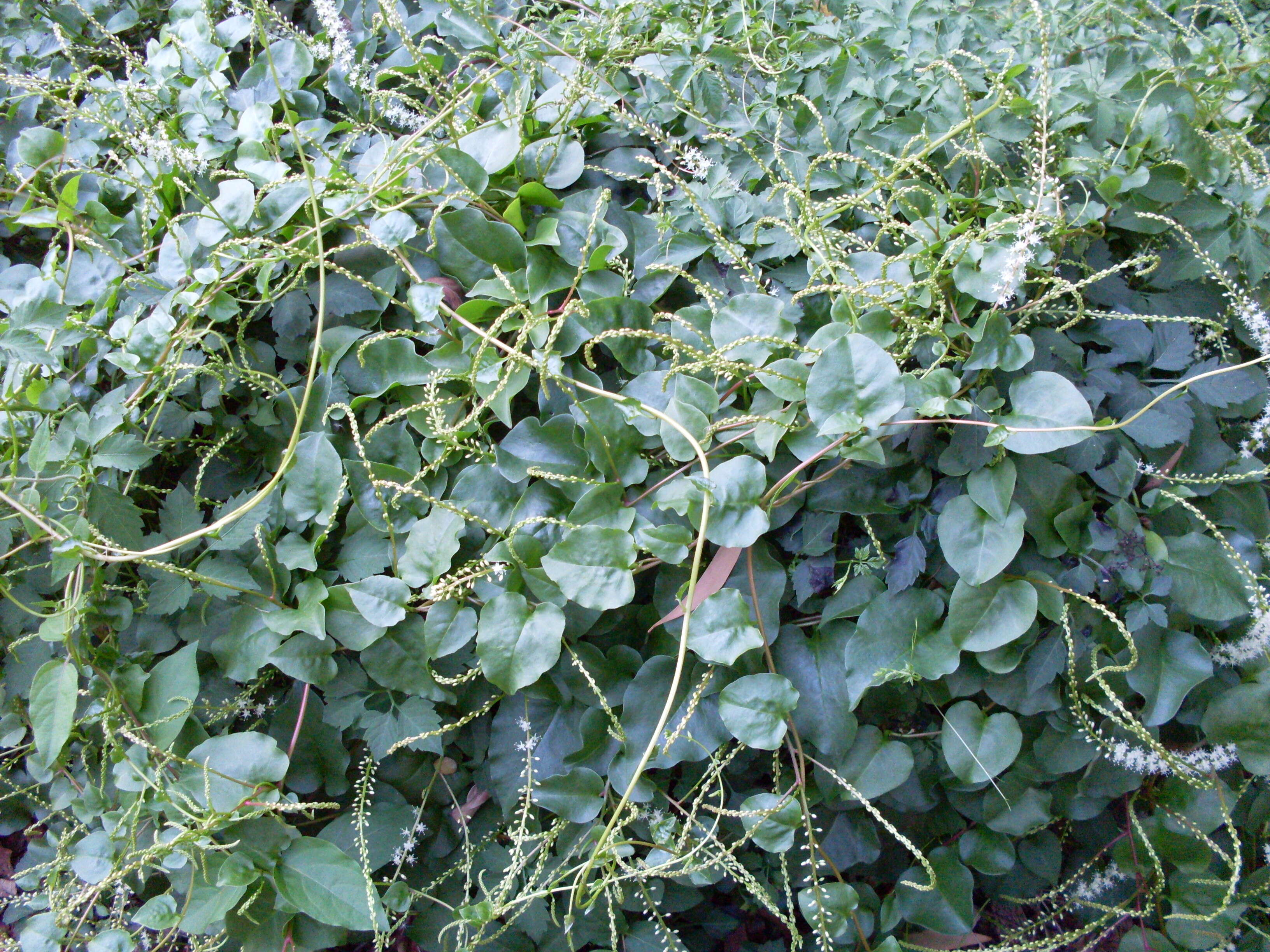 Image of Basellaceae