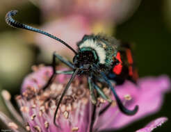 Слика од Zygaena